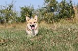 CORGI PEMBROKE 138